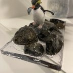 作品イワトビペンギン　岩ジャンプ！