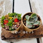 作品1点限り！お試し2セット多肉寄せ植え