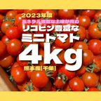 作品ミニトマト　4キロ　野菜　熊本　おやつ　弁当　ミネラル　リコピン