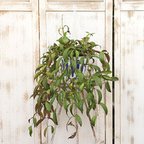 作品🍃現品販売 観葉植物 エスキナンサス マルモラタス 5号 吊り鉢 多年草 個性的 室内 インテリア