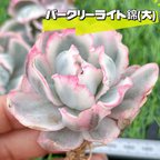 作品新入荷 大人気 多肉植物 エケベリア バークリーライト錦(大) 大株 超美苗