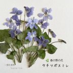 作品🌿春の野の花　タチツボスミレ ＊ 押し花