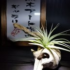 作品流木アートTillandsia