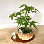 作品[父の日]薪窯焼成盆栽鉢のイロハモミジミニ盆栽