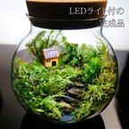 作品【完成品】LEDライト付 ミニサイズ 10cm 苔テラリウム 階段の先の我が家 ボトルテラリウム