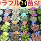 作品いつもの2倍‼️【✳️大人気の多肉植物24苗SET✳️+⑧月末までオマケ付き^ ^