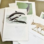 作品ヨーロッパ哺乳類動物図鑑の切り離し7枚