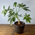 作品【育てやすい】観葉植物 シェフレラ (ホンコンカポック)  ハイドロカルチャー
