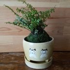 作品猫モチーフの苔玉鉢