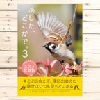 作品わたしを見つけるスズメ写真集『あした、どこかで。3』