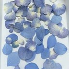 作品花びらだけ！　ちょっと　ドライフラワー　紫陽花　アジサイ