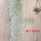 作品【エアープランツ】ウスネオイデス　スパニッシュモス(太葉) 30cm