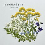 作品🌼小さな春の花セット ＊ 押し花