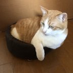 作品猫の薬やり　暴れる猫ちゃん一発キャッチ