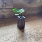 作品wood cube (mini long) ダークウォルナット コーヒーの木セット(ハイドロカルチャー)