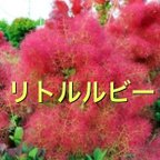 作品スモークツリー苗 リトルルビー 苗木   花木