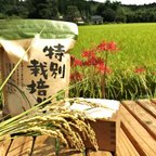 作品新米特別栽培米食べ比べ4kg(2ｋg×2)　熊本県相良村産　令和5年産　精白米　　