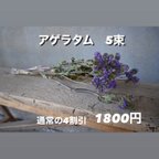 作品アゲラタム　5束売り