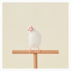 作品小鳥のポストカード「首をかしげた文鳥」