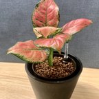 作品【やや大きめ】観葉植物 アグラオネマ・ビューティ ハイドロカルチャー