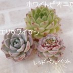 作品送料無料♡♡ 多肉植物 エケベリア 韓国苗セット レッドベルベットのセット