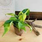 作品オキシカルジュウム　ヒノキの香る鉢　3号　観葉植物　インテリア　ポトス　アロマ　ギフト