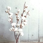 作品【大人気】癒しのコットンフラワー　おしゃれ　ディスプレイ　綿の木　ドライフラワー ホワイト花材　インテリア　海外インテリア　韓国インテリア