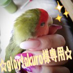 作品《glaytakuro様専用》♡インコちゃんのおもちゃ♡２点セット♡