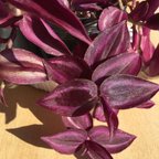 作品トラディスカンチア パープルエレガンス 紫の葉っぱがゴージャス♪ 観葉植物
