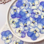 作品★【押し花素材】ビオラ　ブルー系　pressed flowers