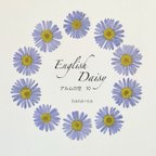 作品🎵English  Daisy "アルムの空" 10 ＊ 押し花