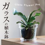 作品新作【苔玉や多肉植物などにオススメ】ガラスの植木鉢