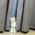 作品ちょっと不機嫌！？飼って飼って茶トラ