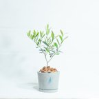 作品＼送料無料／≪ 観葉植物 ≫お庭やベランダで育てるオリーブの鉢植え｜ざらっとした風合いの手づくりモルタル鉢