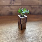 作品お店にて(sold out) wood cube (mini long) ダークウォルナット コーヒーの木セット(ハイドロカルチャー)