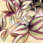 作品トラディスカンチア セブリナ 赤紫色の縦縞模がゴージャス♪ 観葉植物 送料無料