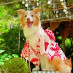 作品【リメイクお仕立て・大型犬】人間用浴衣持ち込み、犬浴衣制作 大型犬用