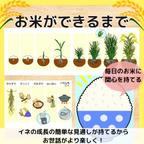 作品お米ができるまで　食育　バケツ稲　イネ　田んぼ　保育教材