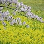 作品日本人の心「桜」と菜の花の競演（2）