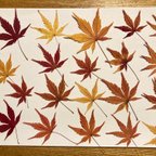 作品2023 もみじ　押し葉　ドライフラワー　紅葉