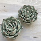 作品多肉粘土　マグネットE〜Claysucculents fridge magnetE〜