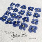 作品瑠璃色の花🔹ベロニカ Oxford Blue ＊ 押し花