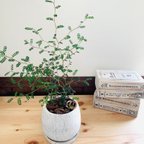 作品お洒落な北欧デザイン　セメント鉢『メルヘンの木』4号　受け皿付き　観葉植物　