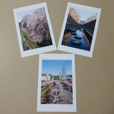 ポストカード３枚セット  神戸河川の桜並木「生田川」「宇治川」「妙法寺川」  神戸風景写真  送料無料