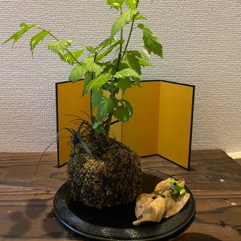 苔玉　山吹と黒竜のコラボ