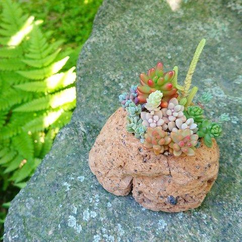 【多肉植物】コロコロ軽石寄せ