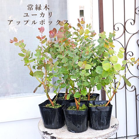 🍃常緑苗木 ユーカリ アップルボックス 3.5号 庭木 植木 丸葉 香り シンボルツリー