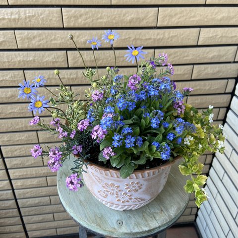 ⚠︎︎𝑆𝑂𝐿𝐷 𝑂𝑈𝑇⚠︎︎ブルーな寄せ植え♪