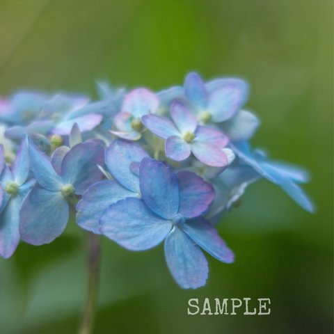 「紫陽花の小道」A4サイズ写真⑤