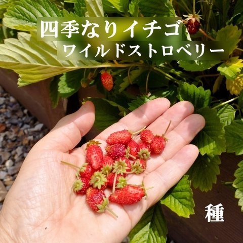 春まきの種　四季なりイチゴ・ワイルドストロベリー30粒　庭植えや鉢植えに